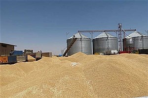 رتبه دوم خرید گندم در خوزستان متعلق به حمیدیه است