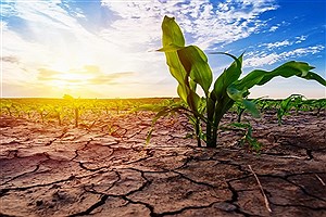 عامل خسارت خشکسالی زیرپوشش حمایتی بیمه