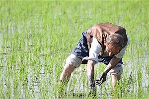 ضرورت تشویق جوانان روستایی برای ورود به عرصه برنجکاری&#47; اغلب برنجکاران رشت سن بالایی دارند