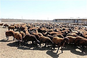 تولید گوشت قرمز در ایران چقدر است؟
