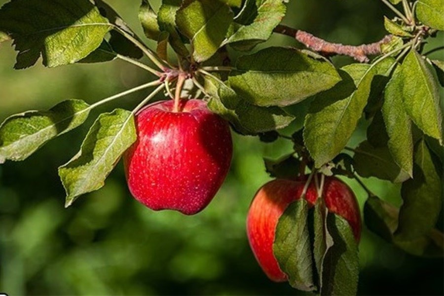 قصه پر غصه و ناتمام صادرات سیب آذربایجان‌غربی&#47;انباشت 50 هزار تن سیب درختی در سردخانه‌ها