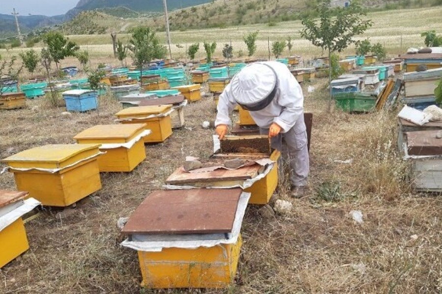 اختصاص تسهیلات سرمایه ثابت برای زنبورداران
