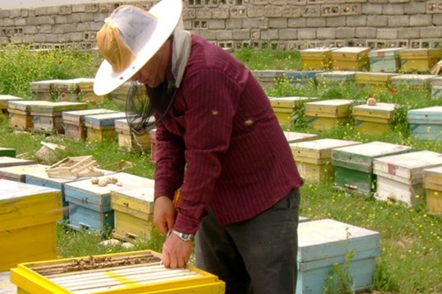 تصویر واردات ملکه زنبور قاچاق به کشور