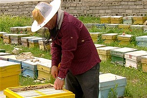 واردات ملکه زنبور قاچاق به کشور