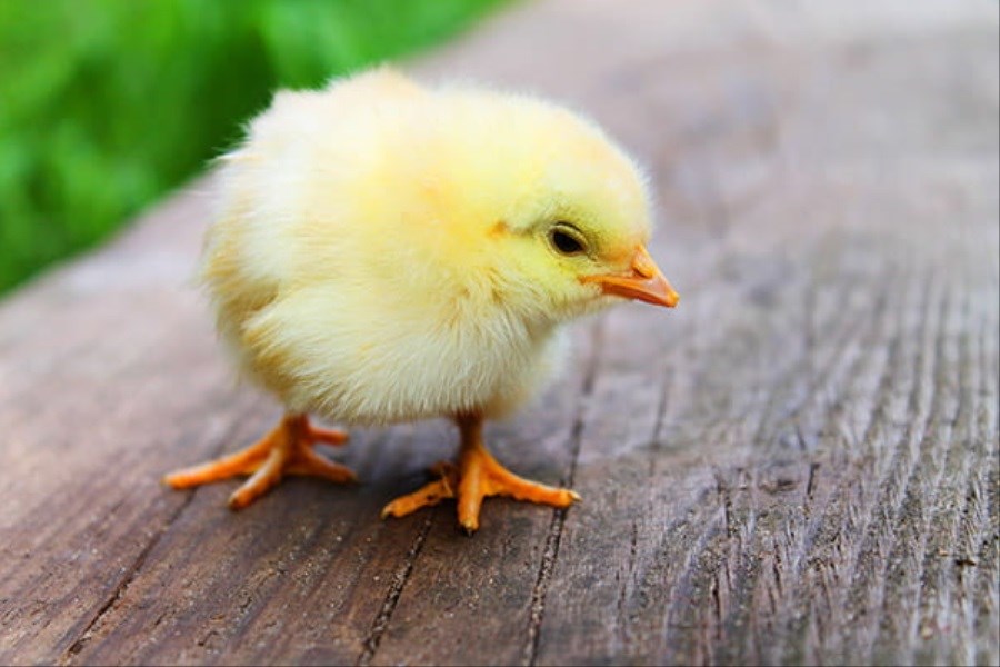 تصویر جوجه‌ریزی واحدهای تولید مرغ گوشتی 21 درصد افزایش یافت