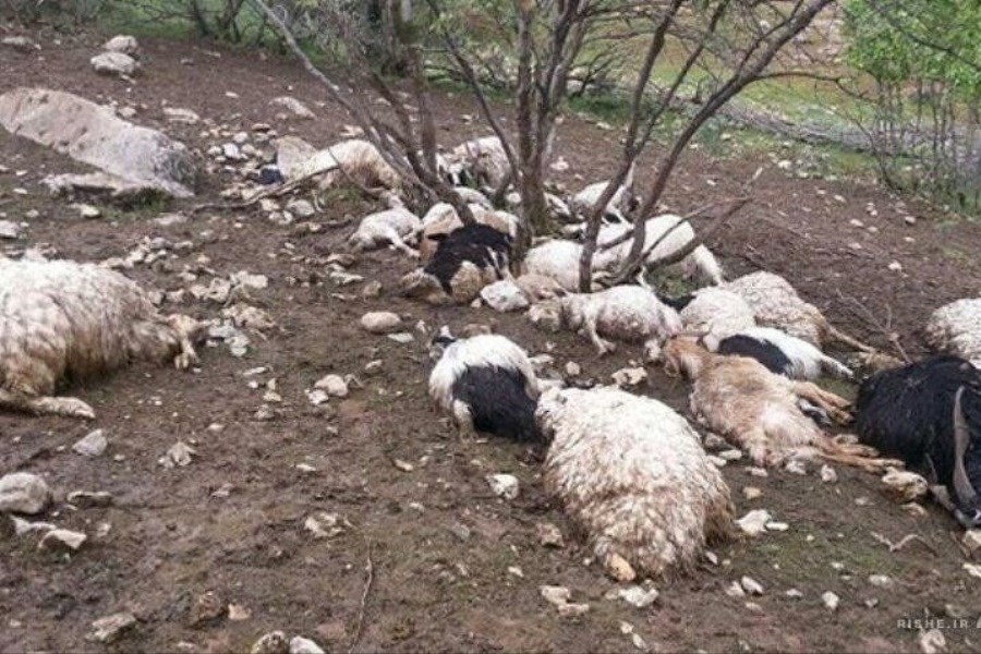 تصویر برخورد صاعقه جان 11 راس گوسفند را گرفت&#47; تداوم ناپایداری‌های جوی در کردستان