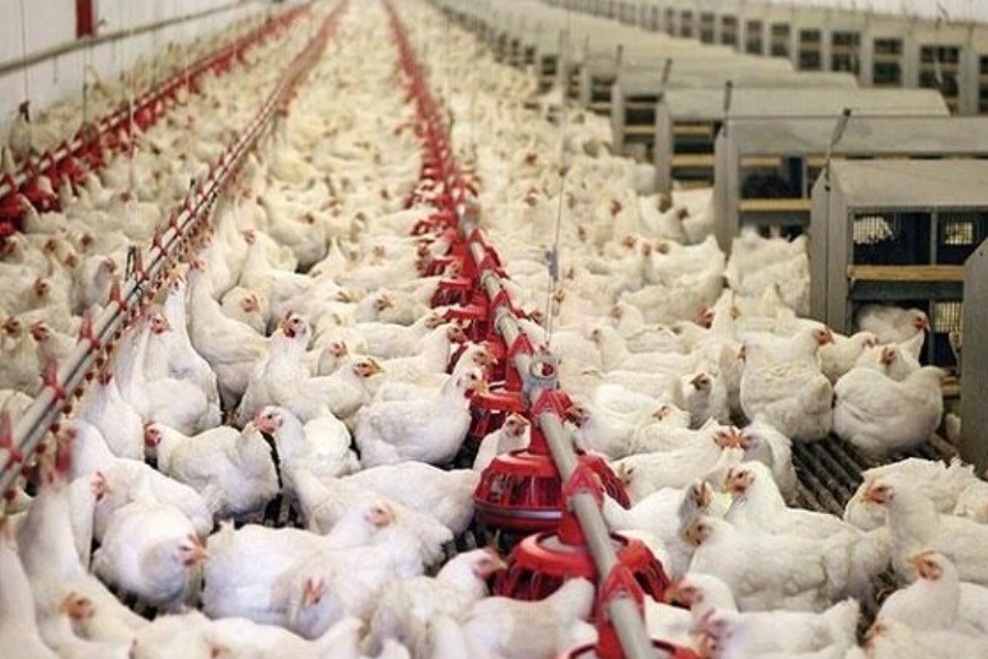 روند افزایشی مجدد قیمت مرغ در بازار