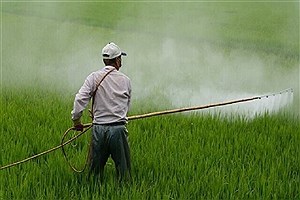 گسترش مبارزه با پوره سن در کشتزارهای خراسان‌ رضوی