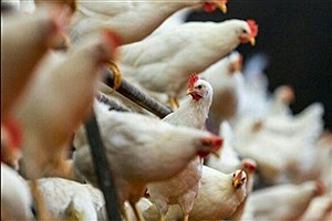 بیماری نیوکاسل و آنفولانزا در مرغداری‌ها شیوع یافت