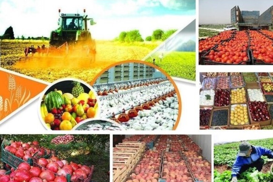 تصویر صادرات بخش کشاورزی ۲۶ درصد افزایش یافت