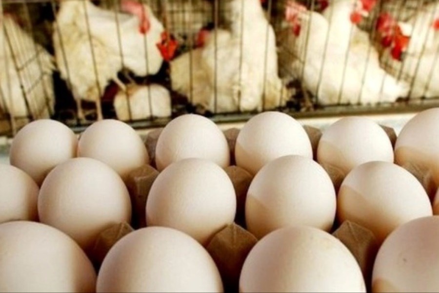 تصویر احتمال جهش قیمت تخم مرغ تا ۲ ماه دیگر