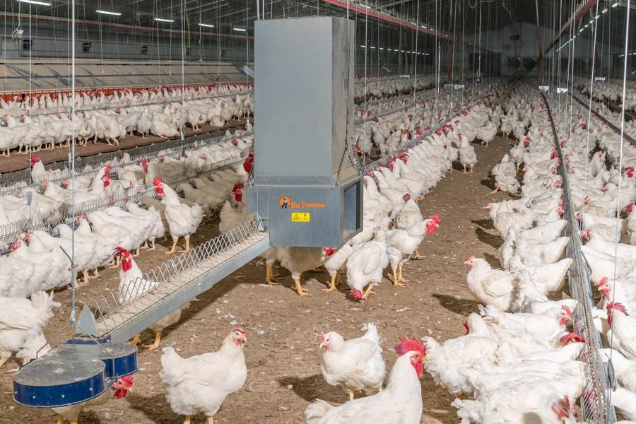 تصویر 25 درصد از نیاز کشور به گوشت مرغ توسط مرغداری های گیلان تأمین می شود