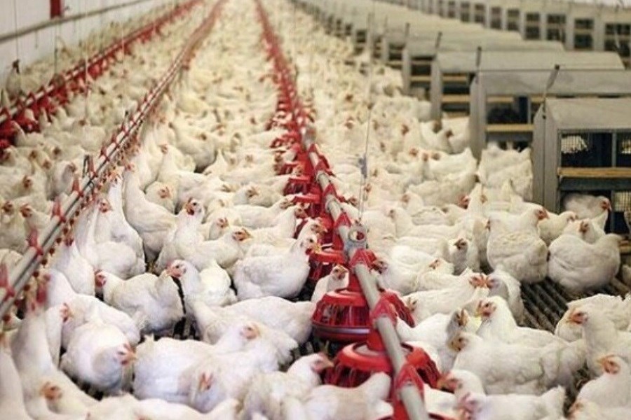 تصویر علت افزایش مجدد قیمت مرغ
