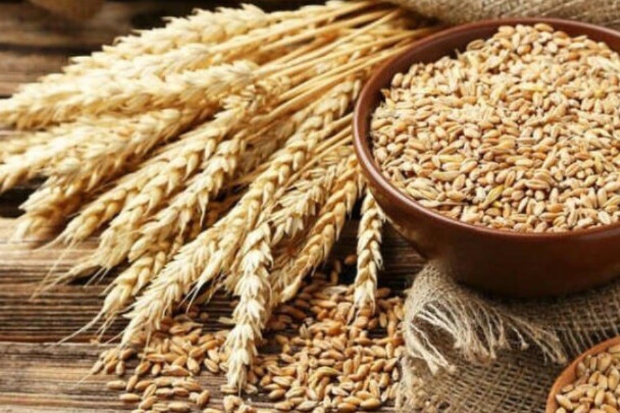 پیش‌بینی تولید بیش از 6هزار تن گندم در آذربایجان‌غربی&#47;افزایش خرید تضمینی