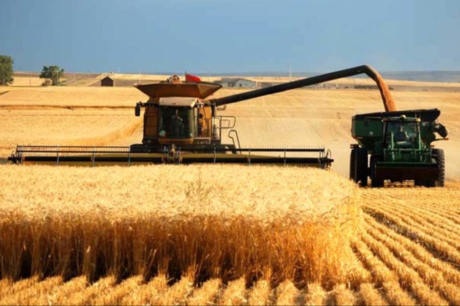 تولید گندم در خرمدره 50 درصد کاهش یافت