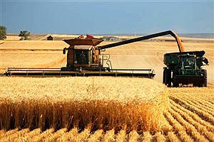 تولید گندم در خرمدره 50 درصد کاهش یافت