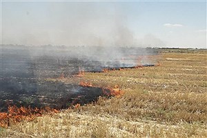 هشدار مدیریت بحران در خصوص آتش سوزی مزارع غلات