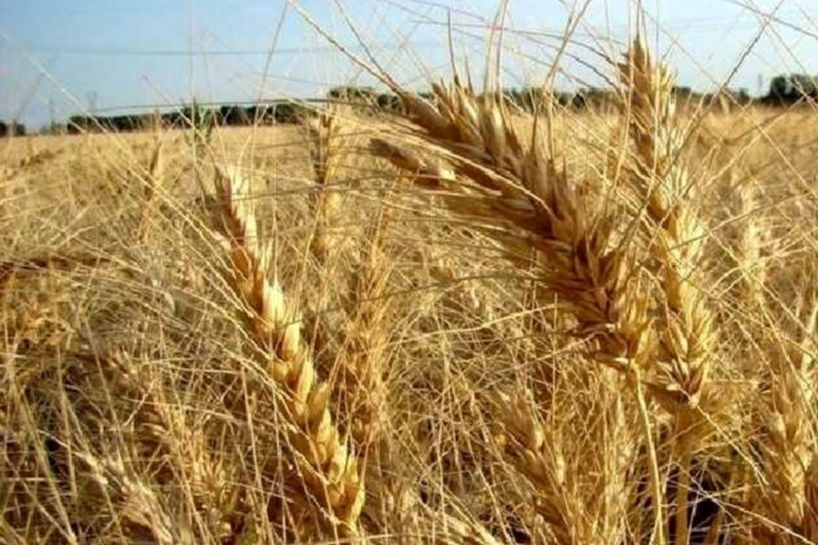 تصویر ۶۰۰۰ تن گندم در خراسان رضوی به صورت تضمینی خریداری شد