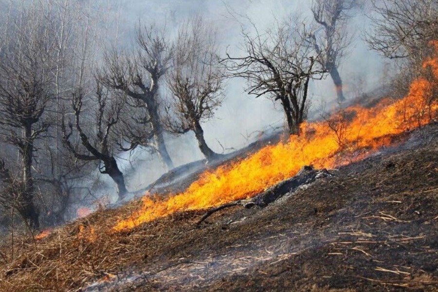 تصویر آتش‌سوزی در ۴ هکتار از جنگل‌های حفاظت‌شده سبزکوه چهارمحال و بختیاری