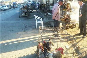 مخاطرات جدی عرضه مرغ در مراکز زنده‌فروشی طیور&#47;پرنده‌های مهاجر؛ مخزن آلودگی برای مرغداری‌ها