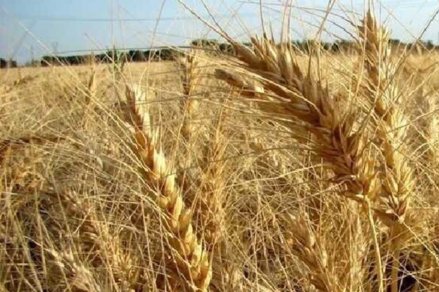 تصویر نیاز کشور به ۵ تا ۷ میلیون تن گندم وارداتی