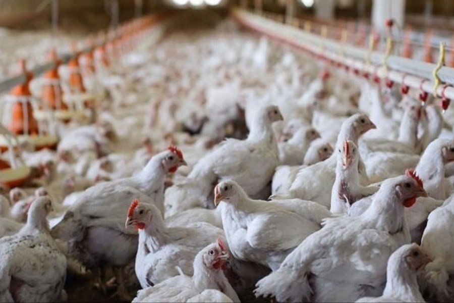 اقدام عجیب دولت در افزایش واردات مرغ یارانه‌ای