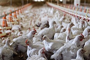 اقدام عجیب دولت در افزایش واردات مرغ یارانه‌ای