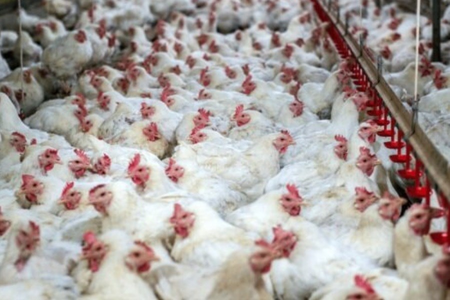 تصویر شناسایی اولین مورد انسانی ابتلا به آنفلوآنزای مرغی در چین