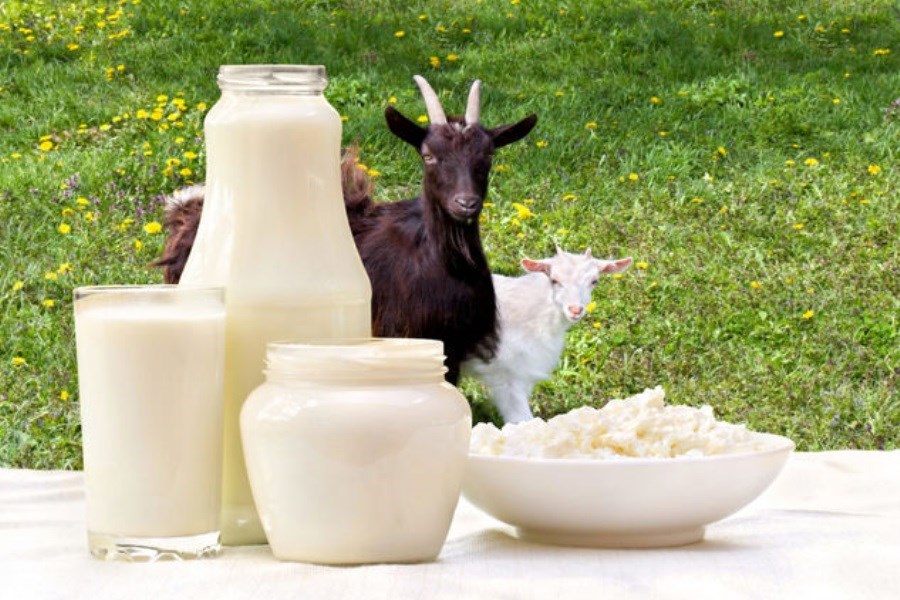 تصویر فواید جالب شیر بز مخصوصا برای کودکان