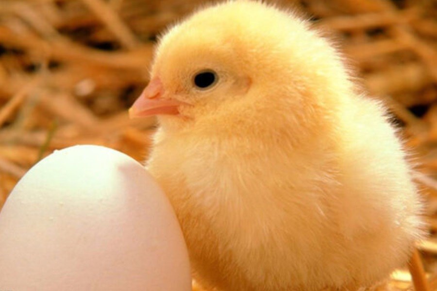 تصویر ابلاغ مصوبه کاهش تعرفه صادرات تخم مرغ با تأخیر عجیب