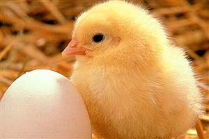 ابلاغ مصوبه کاهش تعرفه صادرات تخم مرغ با تأخیر عجیب