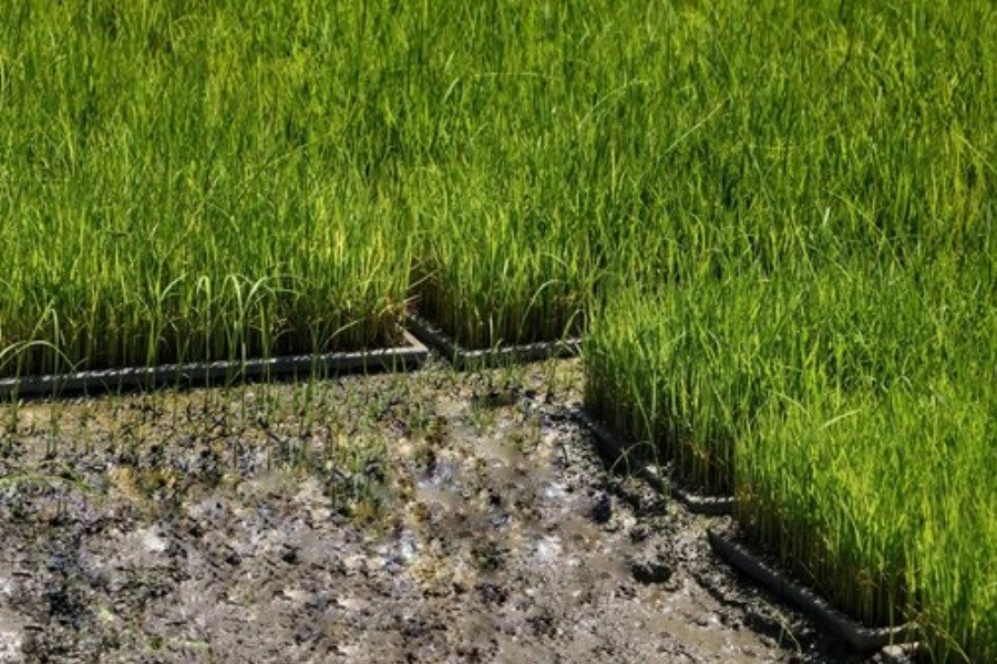 تصویر توزیع ۳۲۰۰ تن بذر گواهی شده برنج در سال جاری