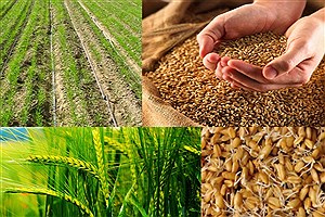 تولید گندم ۵۰ درصد کاهش یافت
