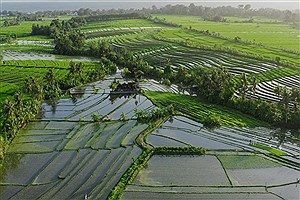 مدیریت مصرف آب کشاورزی با تجهیز و نوسازی اراضی شالیزاری