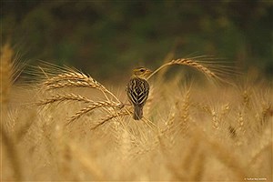 برداشت گندم در مزارع خراسان شمالی