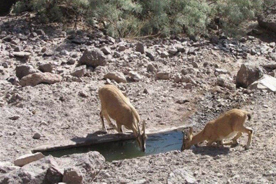 تصویر حفاظت از گونه‌های جانوری در خشکسالی امسال