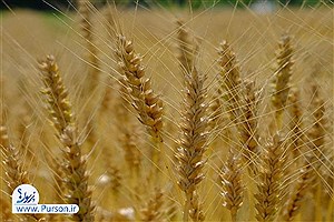 برداشت 50 درصد از محصول گندم سیستان و بلوچستان