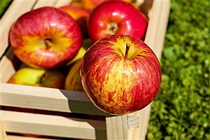 سیب؛ میوه‌ای برای جلوگیری از ابتلا به دیابت