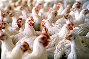 به علت قطعی برق تولید تخم مرغ در روز 20 کارتن کاهش یافت