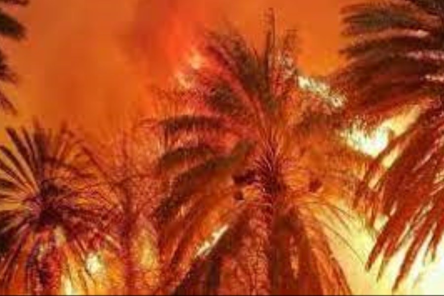 بیش از ۲۲۰۰ نخل مثمر در آتش‌سوزی اروندکنار سوختند