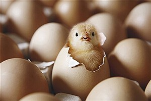 خواص شگفت‌انگیز مصرف زرده تخم مرغ