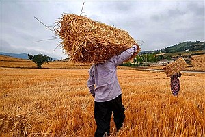 خرید تضمینی۱۶۰ هزار تن گندم از کشاورزان&#47; آمادگی  ۳۷ مرکز جهت خرید گندم از کشاورزان