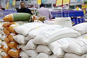 برنج دولتی برای کنترل بازار درحال توزیع است