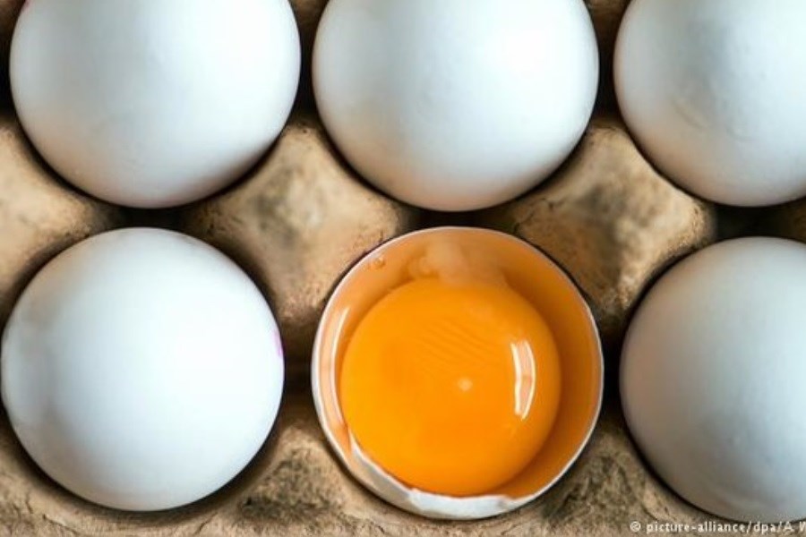 تصویر چرا تخم مرغ گران شد؟