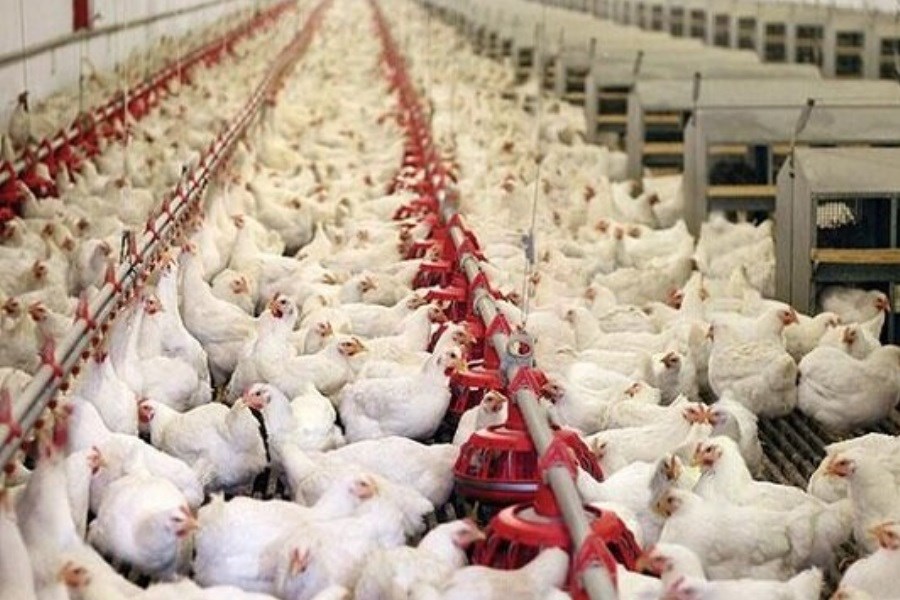 تصویر ضرر مرغداران از نرخ مصوب مرغ