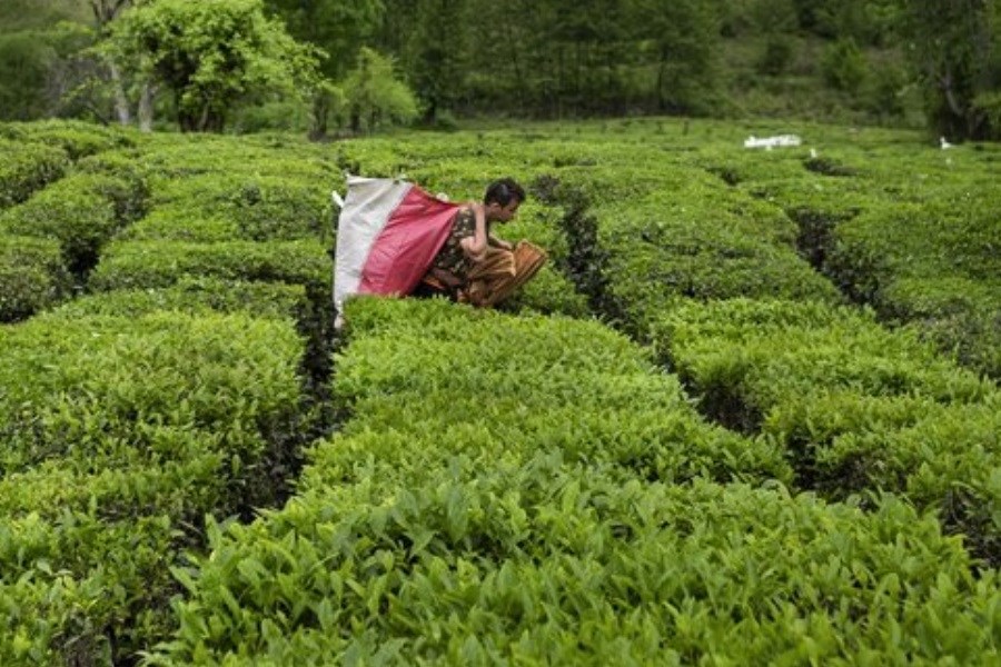 تصویر میزان خرید برگ سبز چای از چایکاران اعلام شد