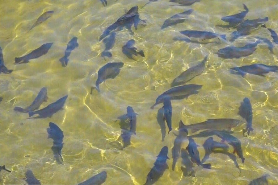 تسهیلات ویژه به پرورش‌دهندگان ماهی ارائه می‌شود