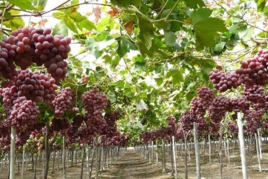 ۳۵ هزار تن انگور یاقوتی در سیستان و بلوچستان برداشت شد