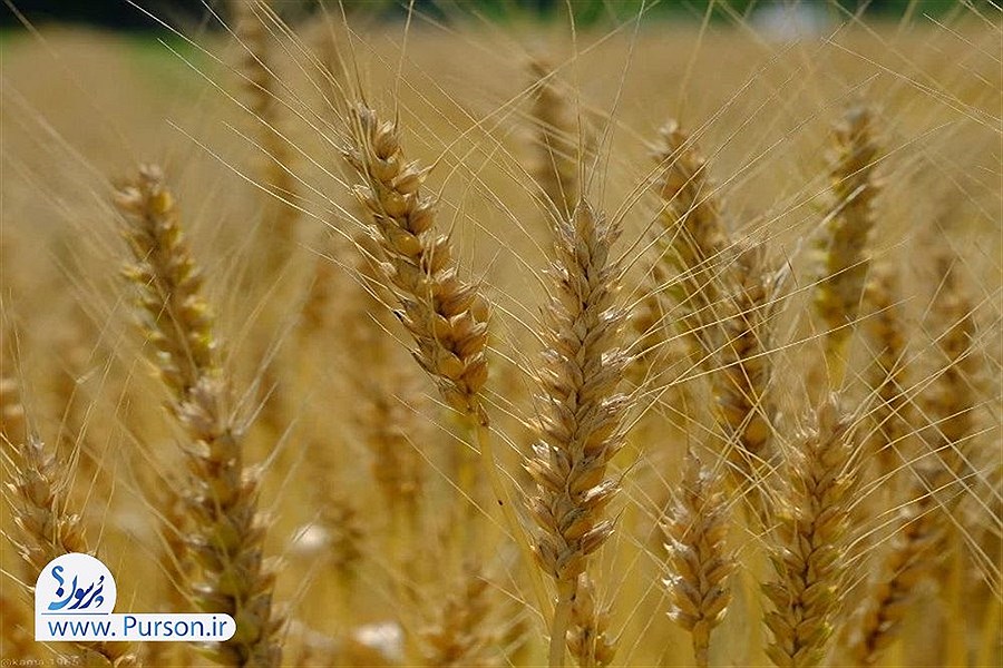 تصویر ۲۰ هزار تن بذر گندم مورد نیاز استان باید تامین شود