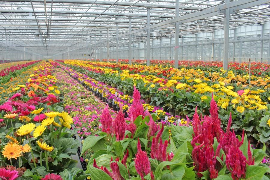 تصویر فعالیت ۲۱۰۰ باغدار رودسری در صنعت گل و گیاهان زینتی
